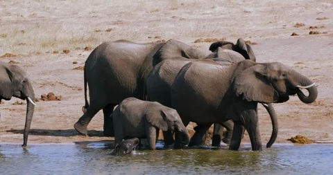4K close-up view of a breeding herd of elephants leaving a waterhole after Vídeo Stock 102758281
