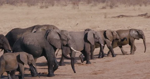 4K close-up view of a breeding herd of elephants leaving a waterhole after Video stock 102758571