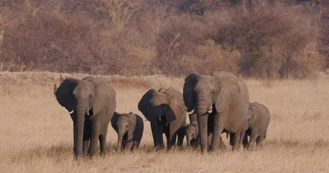 4K close-up view of a breeding herd of elephants coming down to drink at a Stock Footage 102758603