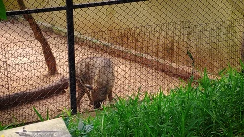 4K Close-Up View Of A Brown Hyena Urinating In The Cage Video stock 126102983