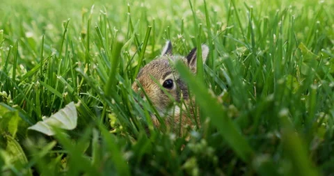 4K Close up view of a bunny sitting in the grass. Macro video of baby bunny. Stock Footage 239601143