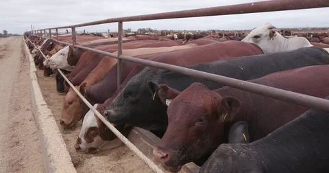 4K Close-up view of cattle feeding at a cement trough in a feedlot Stock Footage