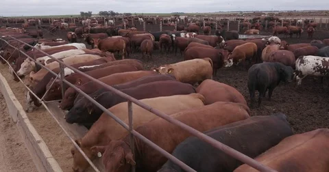 4K Close-up view of cattle feeding at a cement trough in a feedlot Vídeo Stock 72720267