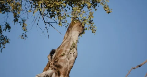 4K close-up view of a desert giraffe stretching its neck to feed on vegetation Stock Footage 102752704
