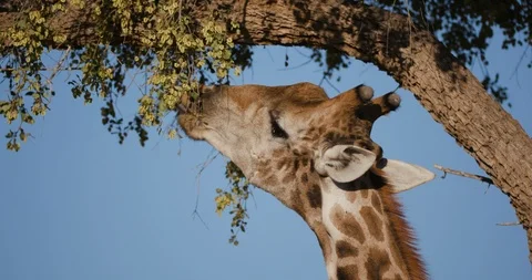 4K close-up view of a desert giraffe stretching its neck to feed on vegetation Stock Footage 102752710