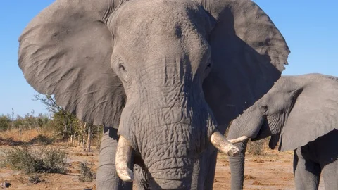 4K close-up view of an elephant charging the camera with another elepant next to Stock Footage 95209279