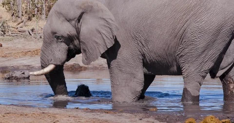 4K close-up view of an elephant digging up mud in a waterhole, Botswana Video stock 95209508