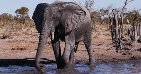 4K close-up view of an elephant spraying himself with muddy water standing  Stock Footage 95342635