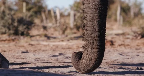 4K close-up view of elephant trunk resting on the ground, Botswana Stock Footage 95364280