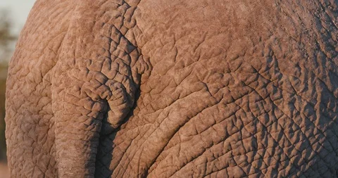 4K close-up view of an elephants rump showing the skin pattern,Etosha National Stock Footage 95200865