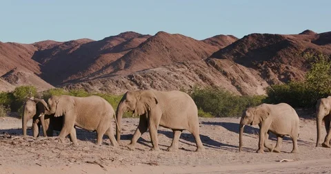 4K close-up view of five desert elephants walking in the Hoanib Valley, Namib Stock Footage 102752171