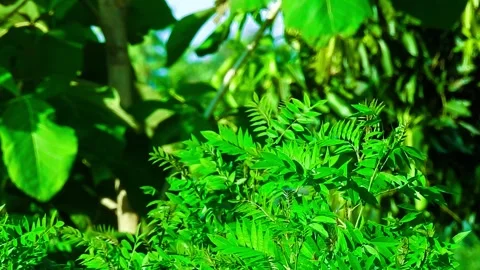 4k Close up view of forest. wind blowing through foliage at parkland. Stock Footage 289132493