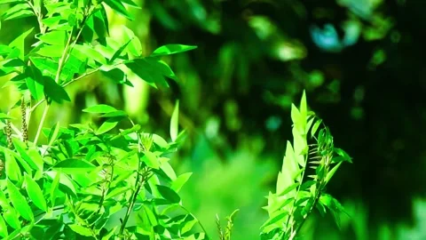 4K Close Up View Of Forest. Wind Blowing Through Foliage At Parkland. Video Stock Footage 289134788