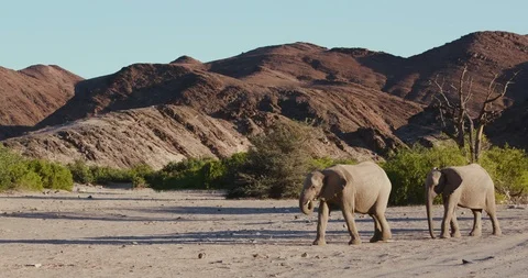 4K close-up view of four desert elephants walking in the Hoanib Valley, Namib Video stock 102752189