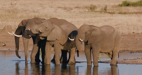 4K close-up view of a four elephants standing and drinking in a waterhole,Hwange Stock Footage 102758787
