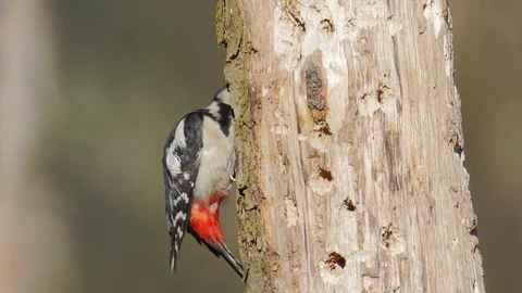 4K Close view of Great Spotted woodpecker drilling a nest hole Video stock 121752230