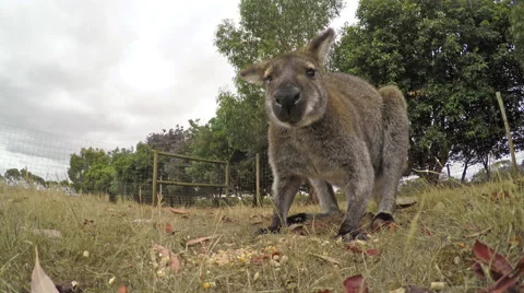 4k close-up view of a kangaroo eating Stock Footage 45870931