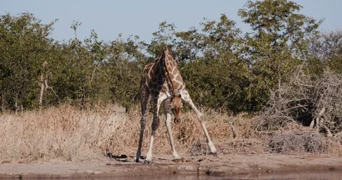 4K close-up view of one giraffe bending down to drink at a waterhole, Etosha Video stock 95256249