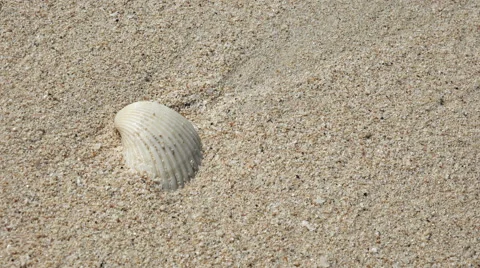 4K Close-up View of Sea Shell on Tropical Beach with Sea Waves Stock Footage 58980073