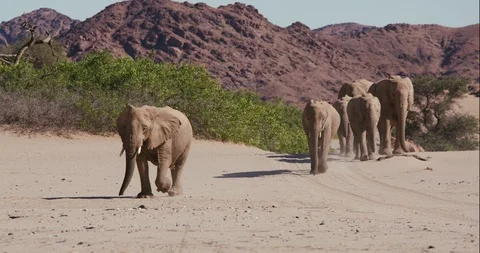 4K close-up view of a six desert elephant walking in the soft sand in the Hoanib Stock-Footage 102752310