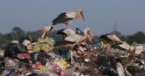 4K close-up view of a small group of European White Storks scavenging for food Stock Footage 104739067