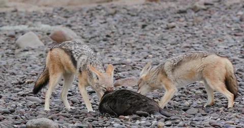 4k close-up view of two black-backed jackals, one feeding on a seal pup carcass Stock Footage 95204331
