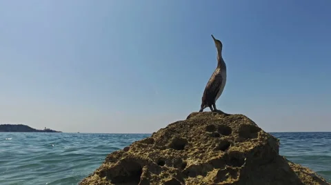 4K. Close-up view of wild bird Great Cormorant sitting on a rock in the sea. 動画素材 65117379