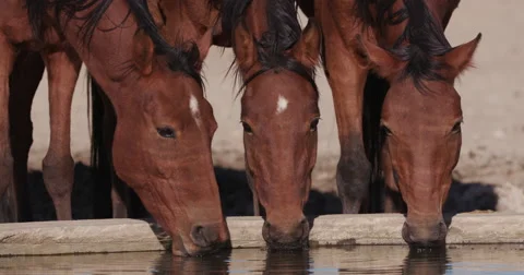 4K close-up view of wild horses drinking at a waterhole Stock Footage 64698274