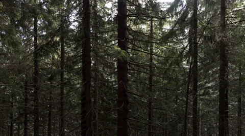 4K Close-up View of Winter Forest in Carpathians Stock Footage 60211930