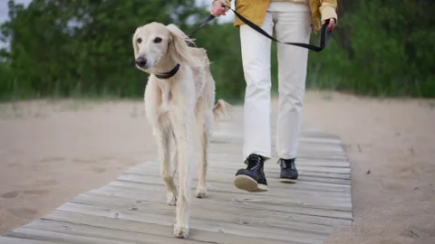 4k Close view of woman is holding dog on leash and walking on beach in summer Stock Footage 220452753