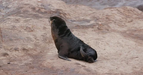4k close-up view of a young Cape fur seal cleaning himself on the rocks, Stock Footage 95203720