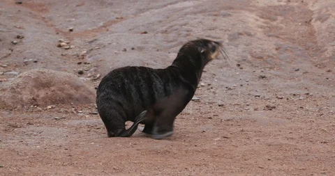4k close-up view of a young Cape fur seal walking on the rocks, Skeleton Coast Stock Footage 95203749