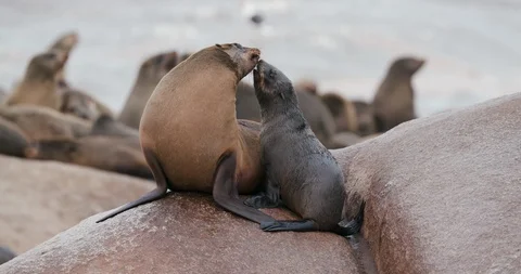 4k close-up view of a young Cape fur seal interacting with its mother, Skeleton Stock Footage 95203776