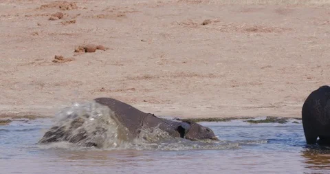 4K close-up view of a young elephant lying in a waterhole mud bathing, Hwange Stock Footage 102758532