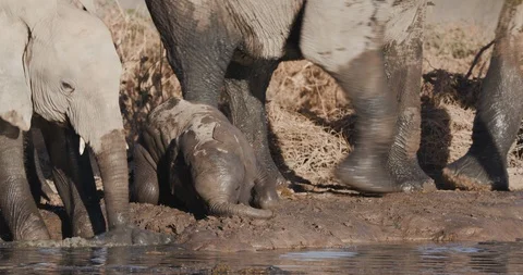 4K close-up view of a young juvenile elephant and cute baby playing at the edge Stock Footage 95200576