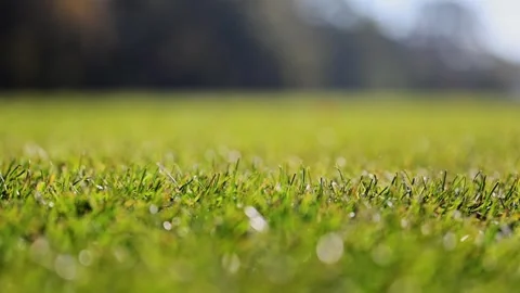 4K close-up of vivid green football grass swaying softly, ideal sports footage. Stock Footage 294700053