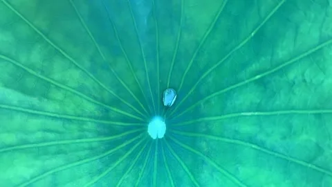 4k Close Up Water Drop Moving On Nature Fresh Green Lotus Leaf Stock Footage 135959759