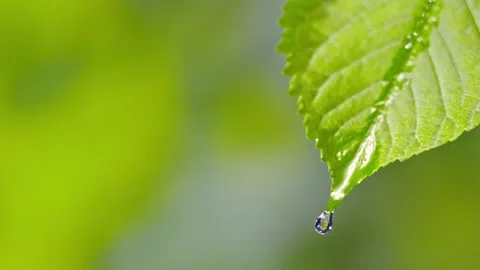 4K Close-Up Water Droplet Falling from Green Textured Leaf Tip Stock Footage 339268304