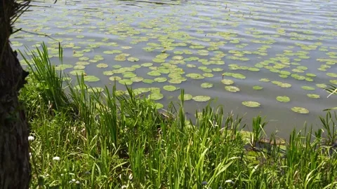 4K Close-up Water Surface Ripples Lily Pads Calm Lake River Bank Grass Tree.. Stock Footage 336964364