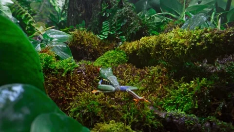 4K Close-up Waxy Monkey Tree Frog Phyllomedusa Sauvagii Amazon Basin Stock Footage 330481001