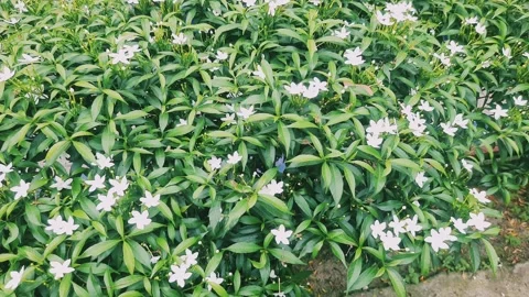 4K Close Up of White Blooming Garden Flowers with Green Leaves Nature Background Stock Footage 336269376