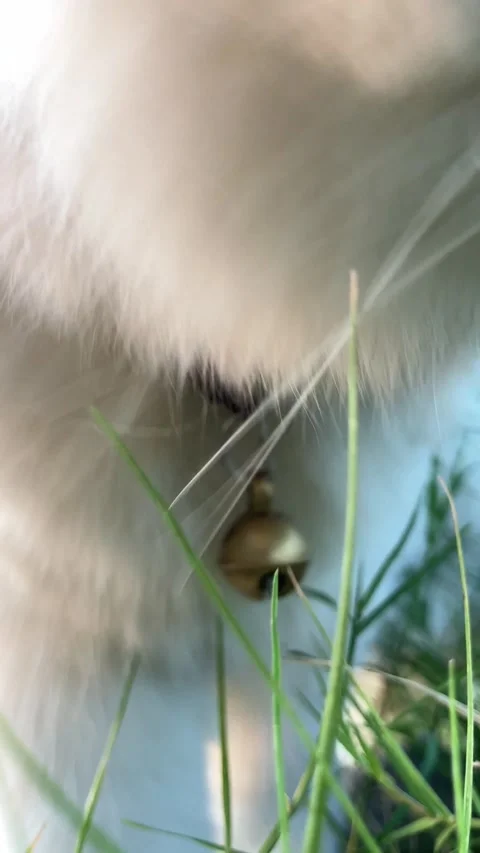 4K Close Up of a White Cat with Odd Eyes Walking Towards and Leaving the Camera Vídeo Stock 337473630