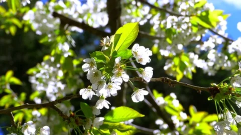 4K Close Up, White Cherry Blossom Branch, Flower Tree Blooming Background Stock Footage 76230642