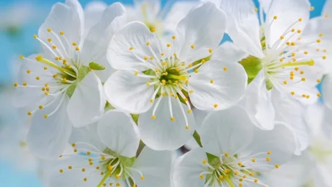 4K Close-Up White Cherry Blossoms Yellow Stamens Against Blue Sky Stock Footage 330481000