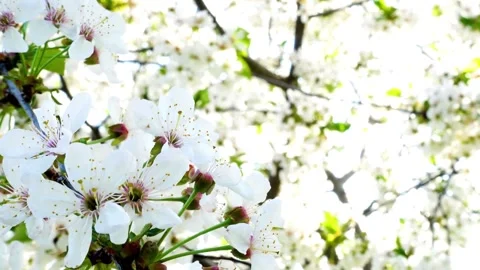 4K Close Up White Cherry Blossoms And Buds In Sunlight Blurred Background Video stock 339268446