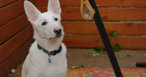 4K CLOSE UP OF A WHITE GERMAN SHEPHERD SITTING ON PORCH Stock Footage 131279506