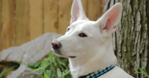 4K CLOSE UP OF A WHITE GERMAN SHEPHERD IN YARD Stock Footage 131279547