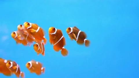 4K Close-Up White Stripe Maroon Clownfish Swimming in Marine Environment Video stock 330481004