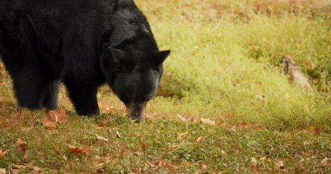 4K Close Up of Wild Black Bear in Autumn Leaves Stock Footage 120928925