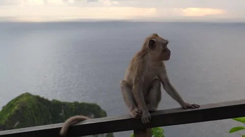 4K close up of a wild long-tailed macaque monkey sitting on a railing 스톡 동영상 337088182